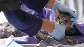 Welche Gefahr besteht für Haustiere?