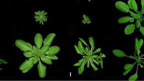 Wenn die Abwehr überreagiert