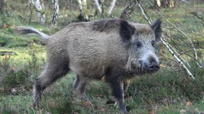 Es bleibt zunächst bei der Schonzeit für Wildschweine