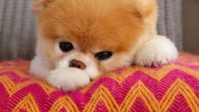 Facebook-Berühmtheit Boo ist tot