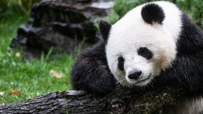 Pandadame Meng Meng ist schwanger