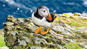 Wenn der Schnabel zu klobig ist