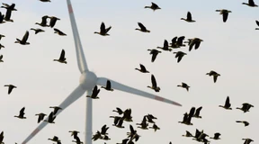 Milan und Windrad in Eintracht