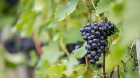 The Länd lässt die Korken knallen