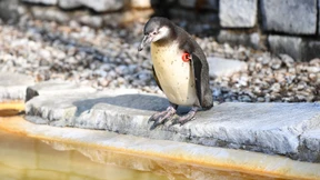 Vermisster Pinguin tot in Mannheim gefunden