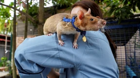 Berühmte Minensuch-Ratte Magawa gestorben