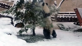 Riesenpanda erfreut sich an Tanne