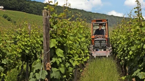 Winzer kritisieren zu viele Auflagen der EU