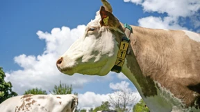 Milchpreis in Deutschland erreicht Rekordniveau