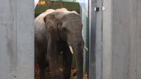 Mehr Besucher durch neues Elefantenhaus