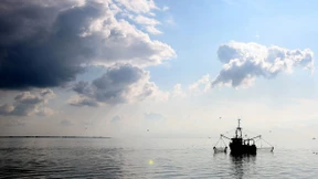 Fang dir doch dein Krabbenbrötchen selbst!