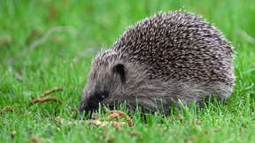 Igel zunehmend in Gefahr