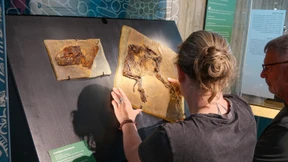 48 Millionen Jahre alt und wieder daheim