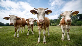 Wie die Landwirtschaft reformiert werden müsste