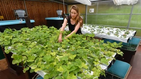 Wie die Städte klug werden