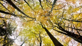 Zustand der hessischen Wälder verschlechtert