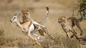 Was einen Rekordsprinter ausmacht