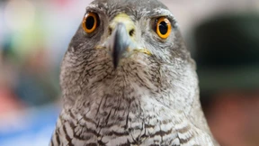 Hessen hat seinen sechsten Fall von Vogelgrippe