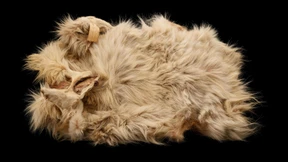 Das Schaf, das bellte