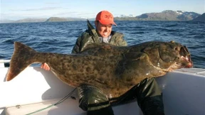 Der Heilbutt kommt in starke Bedrängnis