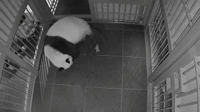 Japans ältester Zoo freut sich über Panda-Babys