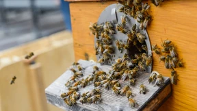 Bienen können Drohnentechnik revolutionieren