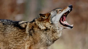 Wolf von Wilderer geköpft