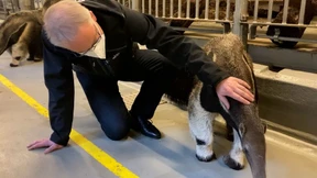 Das neue Patentier der F.A.Z.