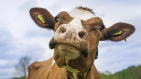 Drogen-High für Milchvieh und Mensch?