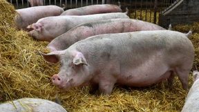 Die Kryptowährung des russischen Bauern