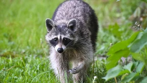 Streit über Schonzeit