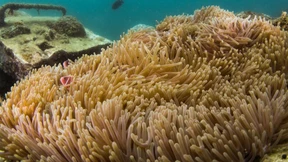 Lernen kann man auch ohne Gehirn