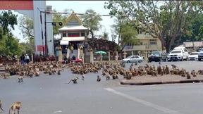 Eine Affenschlacht auf offener Straße