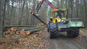 Schlechte Aussichten für Fichten