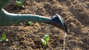 Vom eigenen Acker auf den Tisch