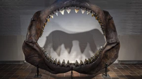 Der Schrecken der Urzeitmeere