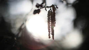 Für die einen ist es Frühling, für die anderen eine Pollenfalle
