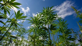 Marokkos König begnadigt fast 5000 Cannabis-Bauern