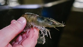 Wo es Garnelen made in Germany gibt