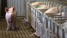 Weniger Fleischkonsum in Industrieländern bis 2030