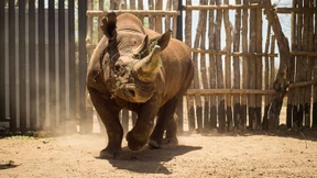 Nashörner ziehen um