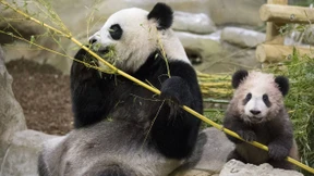 Kleiner Panda begeistert Franzosen