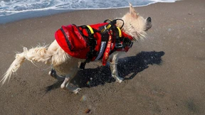 Hunde-Baywatch an Italiens Stränden
