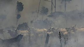 Bolsonaro verbietet Brandrodungen und verlängert Militäreinsatz