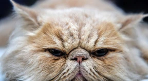 Ist KI der bessere Katzenversteher?