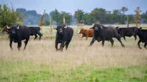 Linienbus prallt gegen Wasserbüffel