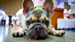 Haustier-Boom im Corona-Lockdown