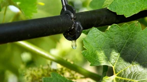 Riesling-Anbau im Harz noch keine Option