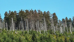 Wie sieht der Wald der Zukunft aus?
