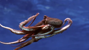 Unterwasserroboter entdecken Tiefseekalmar